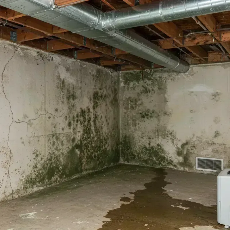 Professional Mold Removal in Hunt County, TX